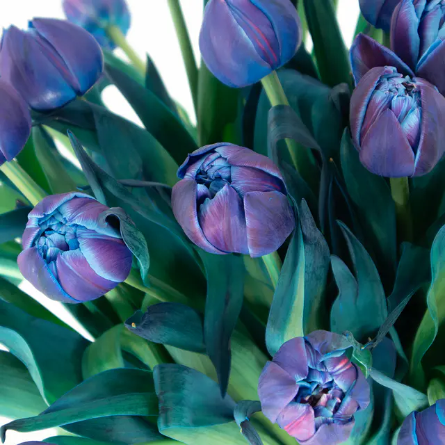 15 gefüllte blaue Tulpen - Double Bubble Tulpen — Bild 2