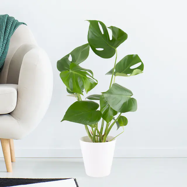 Monstera + gratis Topf | Fensterblatt