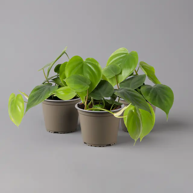 Philodendron scandens, Höhe ca 20 cm, Topf 12 cm Ø, 3er-Set