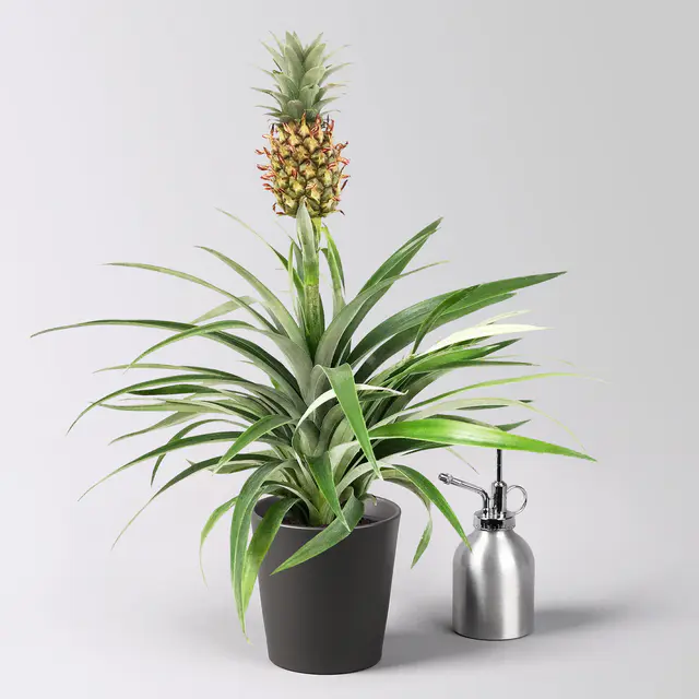 Zierananas 'Amigo', im Übertopf Dallas anthrazit, Topf-Ø 12 cm, Höhe ca. 45 cm