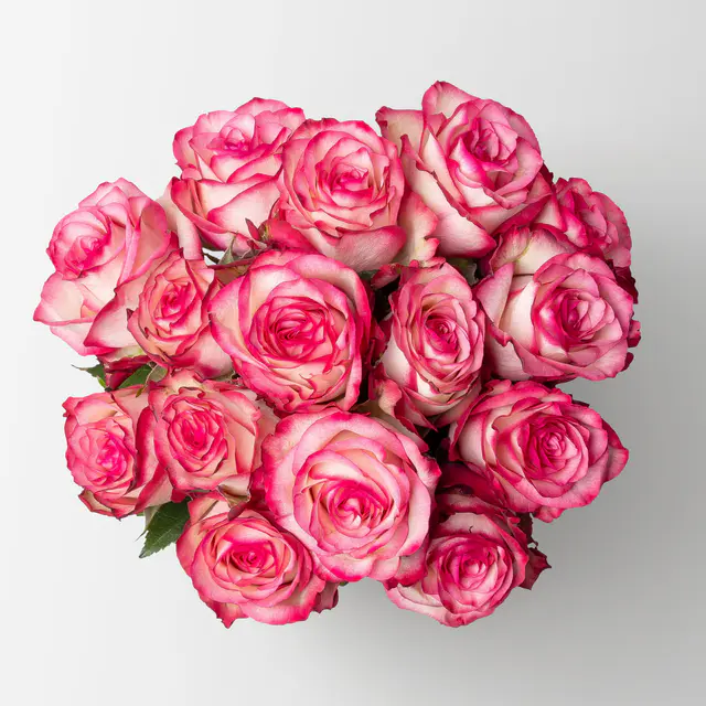 15 rosa/creme Rosen 'Paloma'