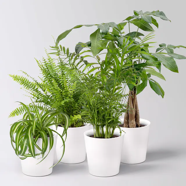 Grünpflanzen-Set Tierfreund, Topf-Ø 12cm + Übertopf Dallas, 4 Pflanzen