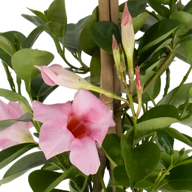 Rosa Mandevilla Pyramide + gratis Topf — Bild 2