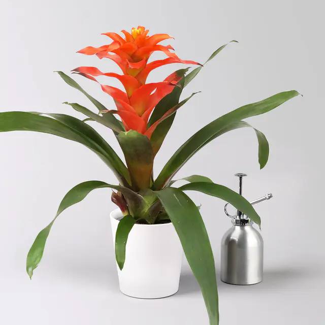 Guzmanie 'Fiero', orange, Topf-Ø 12 cm, im Übertopf Dallas weiß