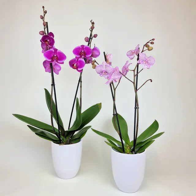 Topfpflanze Orchidee