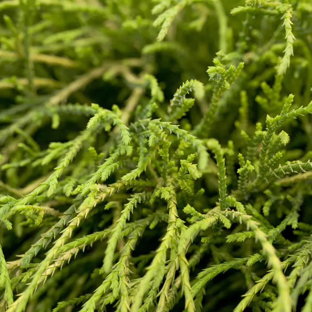 Grüne Zwerg-Fadenzypresse, Höhe 15-20 cm, Topf 2 Liter, 10 Pflanzen