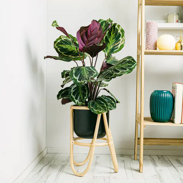 Calathea Medaillon