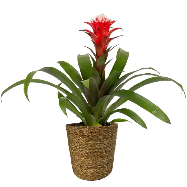 Guzmania 'Hope' rot-weiß, Topf-Ø 13 cm, mit Korb Maki, Höhe ca. 45 cm