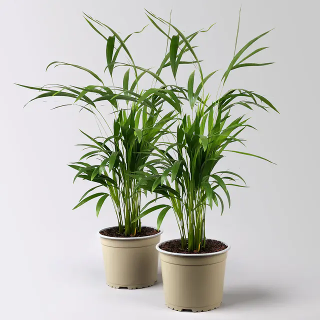 Goldfruchtpalme, Topf-Ø 17 cm, Höhe ca. 60 cm, 2 Pflanzen