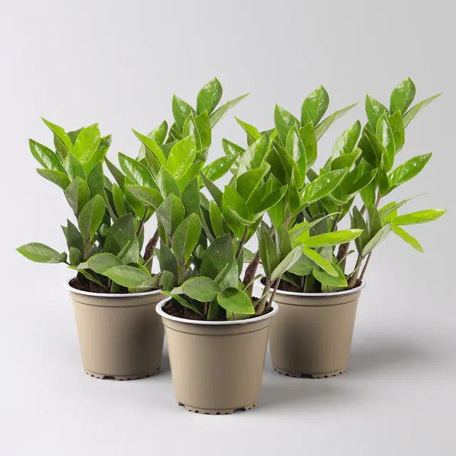 Glücksfeder, Topf-Ø 12 cm, 3 Pflanzen
