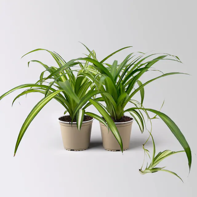 Grünlilie 'Hawaiian', Topf-Ø 12 cm, 2 Pflanzen