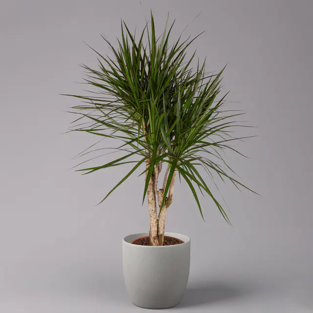 Gerandeter Drachenbaum, verzweigt, Topf-Ø 27 cm, Höhe ca. 110 cm