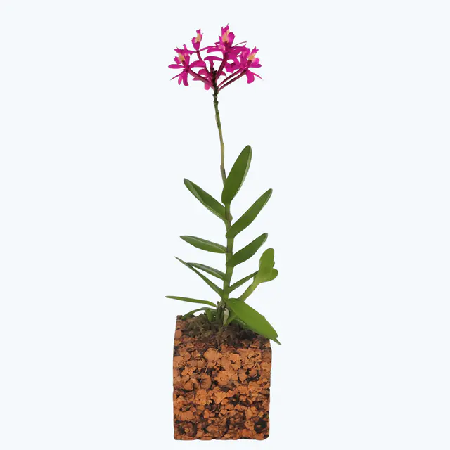 Epidendrum Nordic Fire Pink mit 1 Rispe im Korkquader