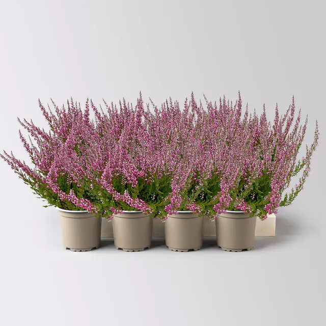 Knospenheide, rosa, Topf-Ø 10,5/11 cm, 8 Pflanzen