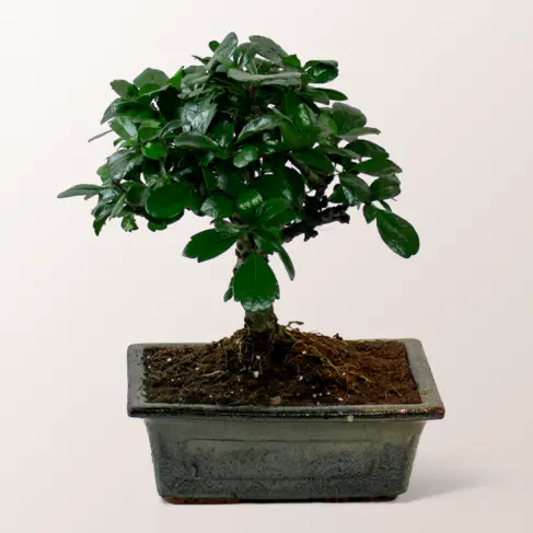 Bonsai Carmona Fukientee