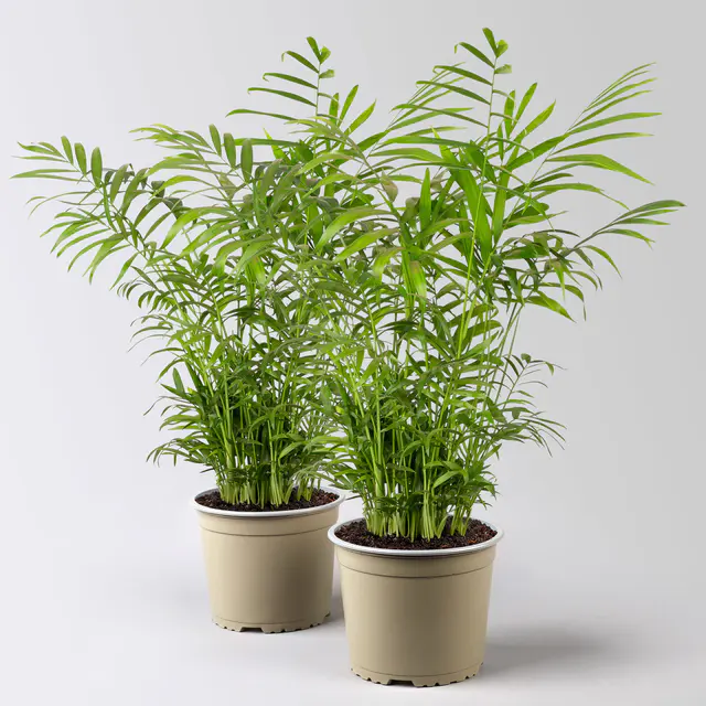 Bergpalme Topf-Ø 17 cm, Höhe ca. 60 cm, 2 Pflanzen