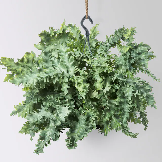 Phlebodium aureum 'Davana', in Ampeltopf-Ø 20 cm