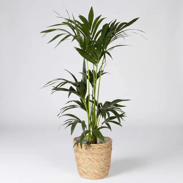 Kentiapalme in Korb Osaka, Topf-Ø 19 cm, Höhe ca. 80-110 cm