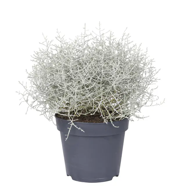 Calocephalus, silber-grau, Topf-Ø 17 cm, 3 Pflanzen