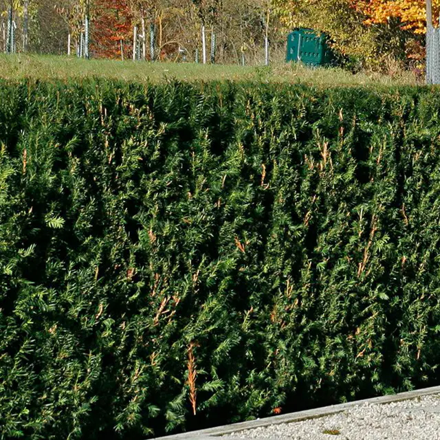 Heckeneibe Taxus baccata 'Westerstede', 3er-Set, Höhe 40-50 cm, Topf 5 Liter