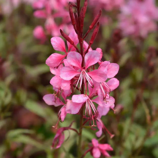Kölles Beste Prachtkerze pink, 3 Liter Topf