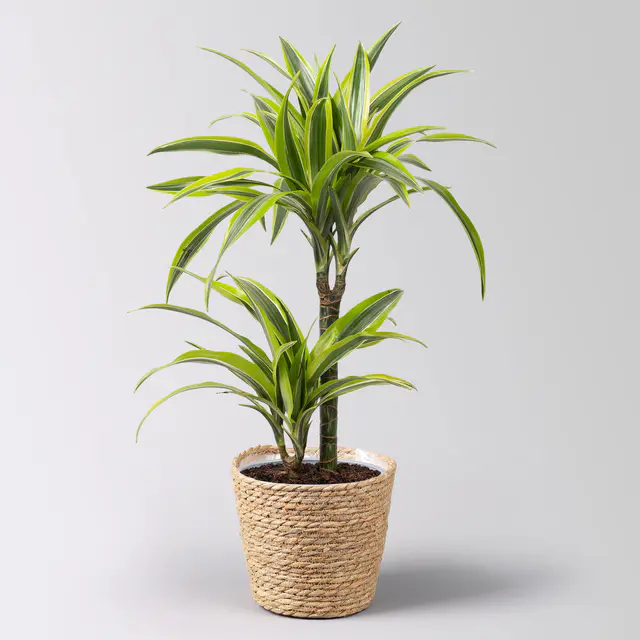 Duftender Drachenbaum 'Lemon Lime', Topf-Ø 17 cm, 2er Tuff, inkl. Korb Osaka