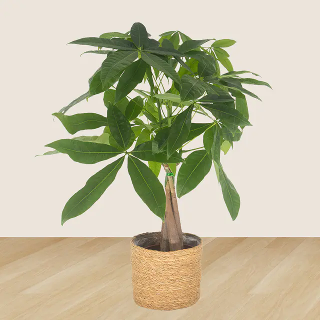 3er-Set Pachira, Nestfarn & Pilea — Bild 2
