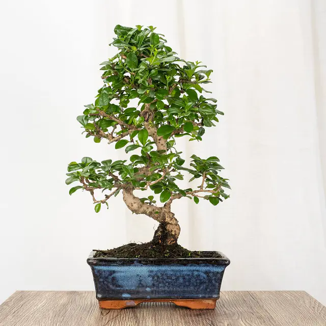 Bonsai Carmona 8 Jahre