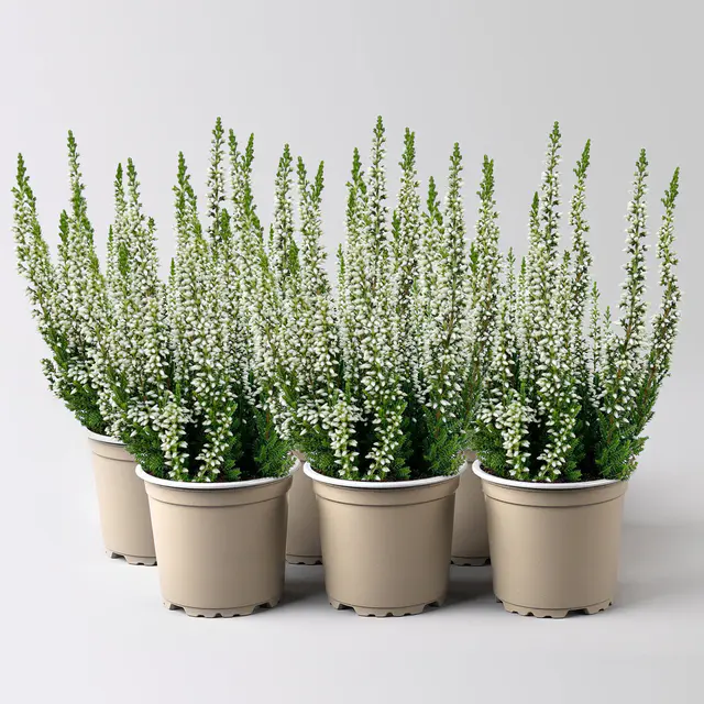 Knospenheide, weiß, Mini, Topf-Ø 6 cm, 6 Pflanzen