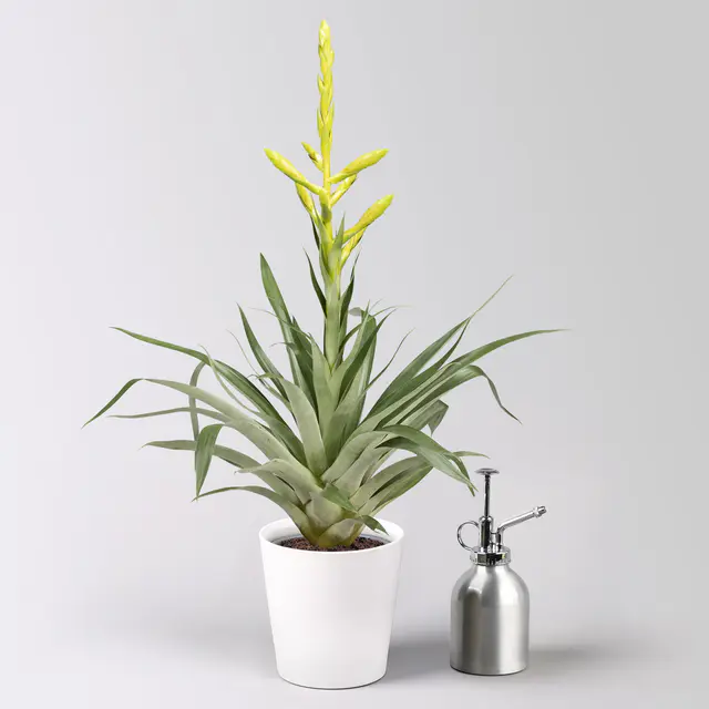 Tillandsie oerstediana, gelb, im Übertopf Dallas weiß, Topf-Ø 12 cm