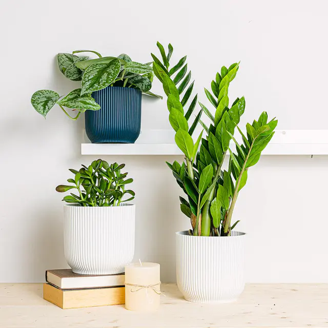 Pflanzen-Trio: Die Unsterblichen (Silber Pothos, Magischer Baum Crassula, Zamioculcas - Rabenpflanze (ZZ))