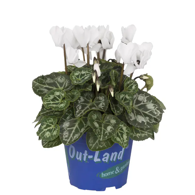 Alpenveilchen 'Outland', weiß, Topf-Ø 10,5 cm, 6 Pflanzen