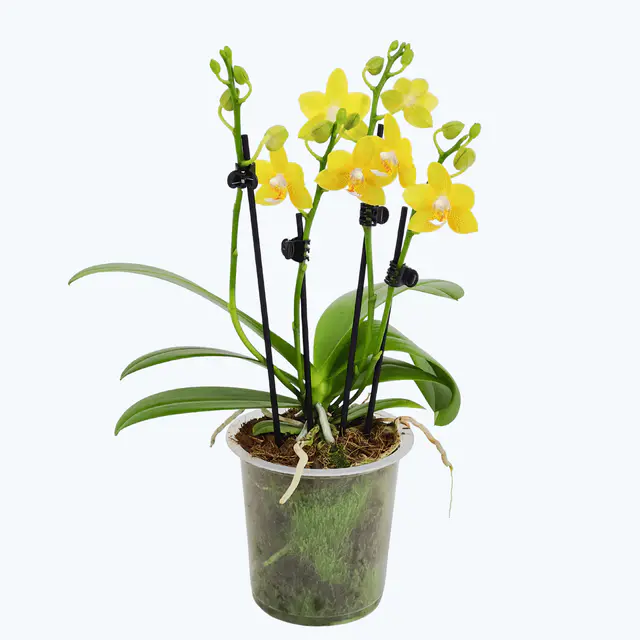 Phalaenopsis Sylvie mit gelben Blüten und 3 Rispen