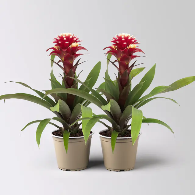 Guzmania 'Francesca', lila-weiß, Topf-Ø 12 cm , Höhe ca. 40 cm, 2 Pflanzen