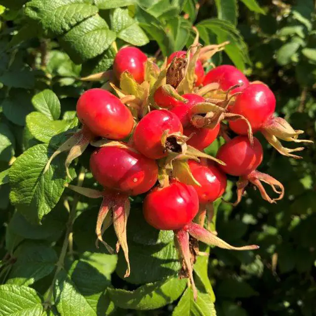 Strandrose, Rosa rugosa, weiß, Höhe 40-60 cm, Topf 4,6 l, 3 Pflanzen