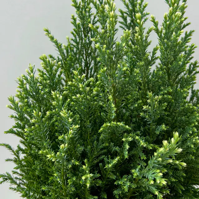 Weißgrüne Kegelzypresse 'Snow White', 10er-Set, Höhe 20-30 cm, Topf 2 Liter