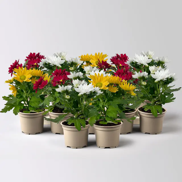 Chrysantheme Mini 'Swifty', Mix zufällig, Topf-Ø 6 cm, 12 Pflanzen