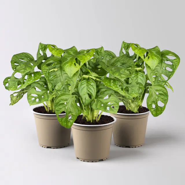 Monstera adansonii, Topf-Ø 12 cm, Höhe ca. 25 cm, 3 Pflanzen