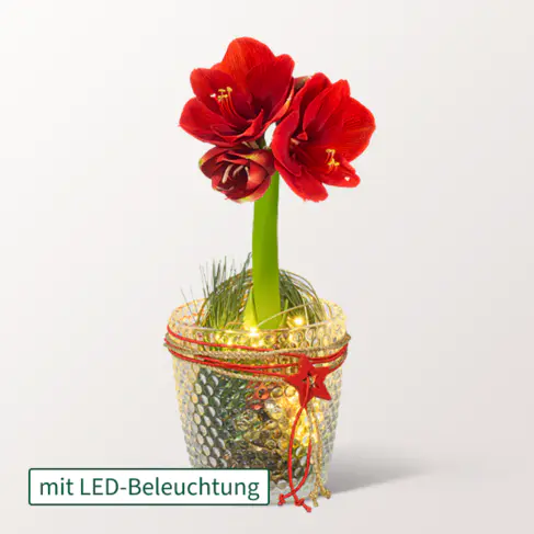 Weihnachtszauber im Glas