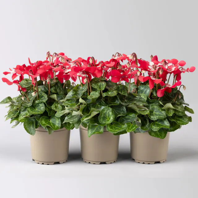 Alpenveilchen 'Exclusive® Djix', rot, Topf-Ø 10,5 cm, 3 Pflanzen