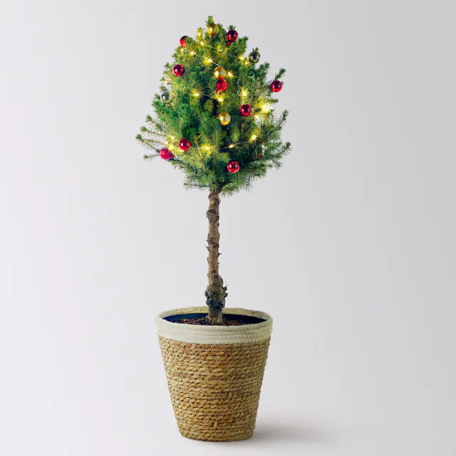 Weihnachtsbäumchen auf Stamm inkl. Deko, rot-gold, Topf-Ø 23 cm, Höhe ca. 85 cm