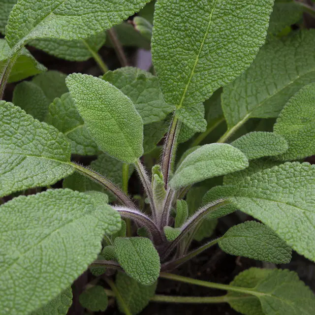 Bio Salbei 'Nonflower', Topf-Ø 12cm