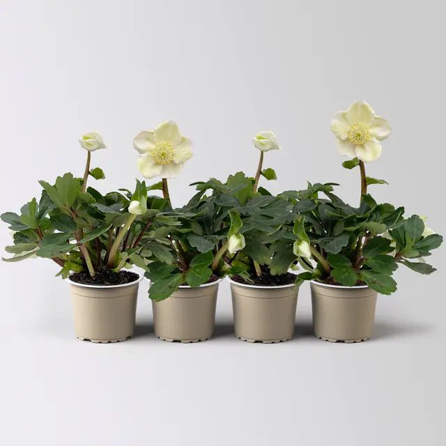 Christrose Mini, weiß, Topf-Ø 6 cm, 4 Pflanzen