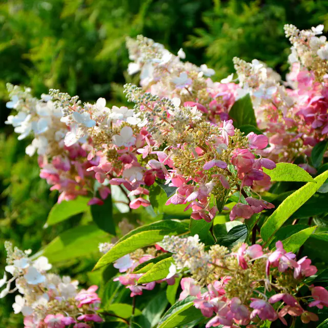Rispenhortensie 'Pinky Winky'® DVP PinkyⓈ, Höhe ca. 30-40 cm, Topf 5 Liter