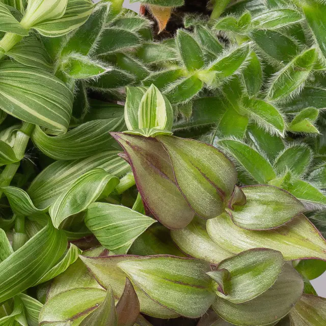 Dreimasterblume, verschiedene Arten nach Verfügbarkeit, Topf-Ø 12 cm, 3er-Set