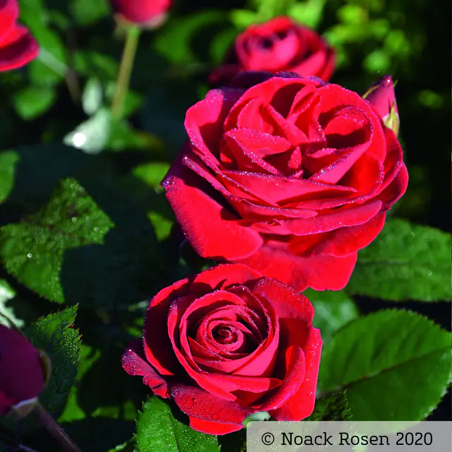 Beetrose 'Kompass'®, rot, Topf 5 Liter