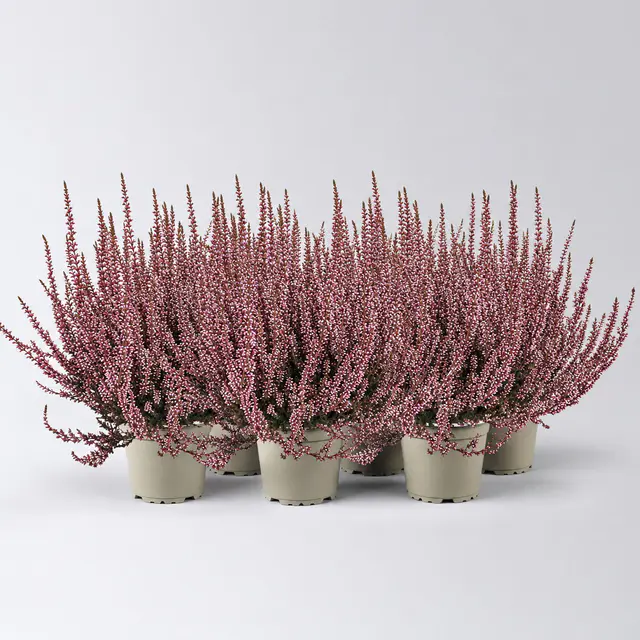 Knospenheide 'Picasso', rot gefärbt, Topf-Ø 12 cm, 6 Pflanzen