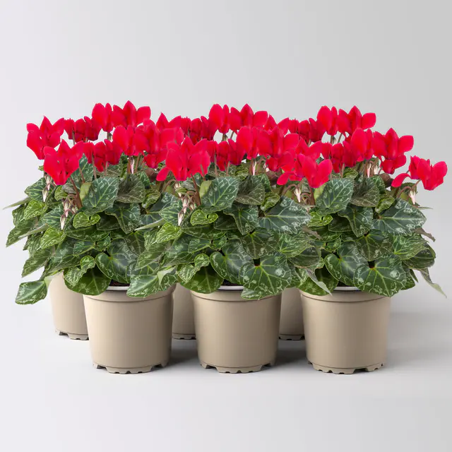 Alpenveilchen 'Outland', rot, Topf-Ø 10,5 cm, 6 Pflanzen