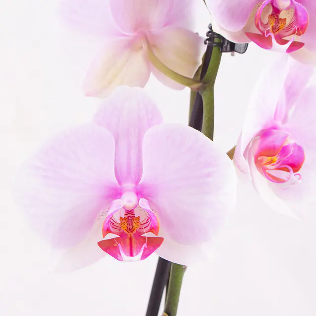 Rosa Orchidee (zwei Rispen) + gratis Topf — Bild 2