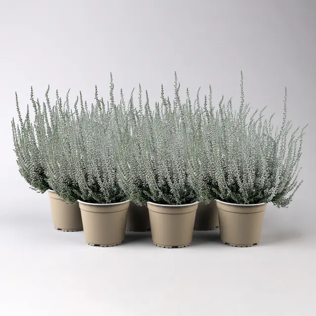 Knospenheide 'Picasso', weiß gefärbt, Topf-Ø 12 cm, 6 Pflanzen